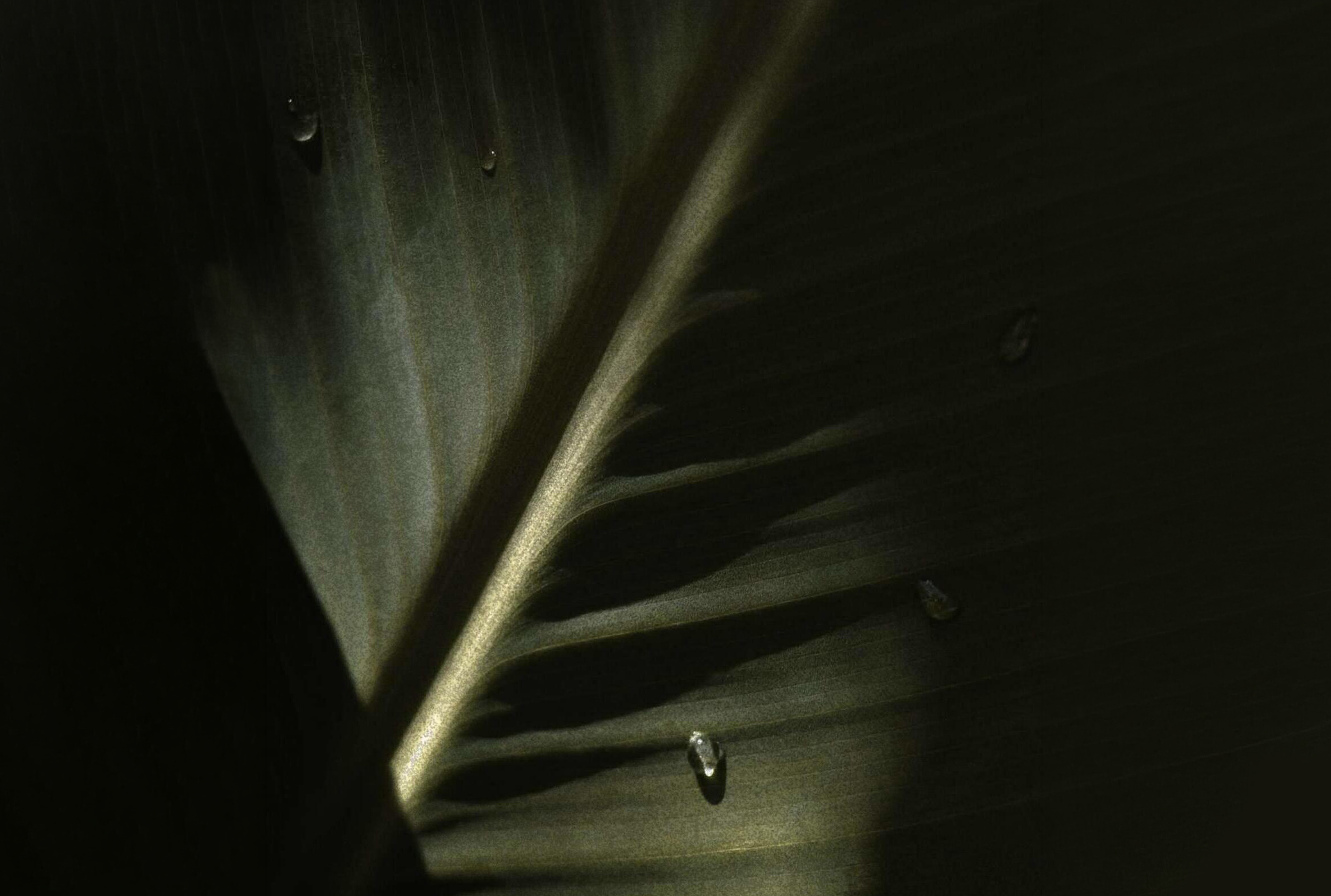 Dew-touched leaf